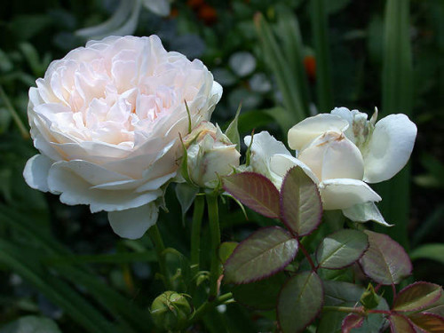 Sebastian Kneipp