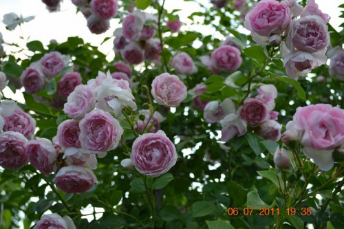 y_c4a0bfa8be6760dce001016c.jpg