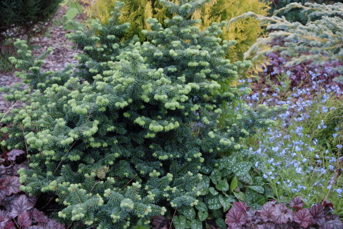 BALZAM-NANAe0a0321001674c0b.jpg