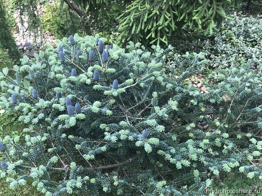 Пихта блю мэджик. Пихта блю император. Пихта корейская блю эмперор. Пихта корейская блю эмперор. Пихта корейская блю имперор.