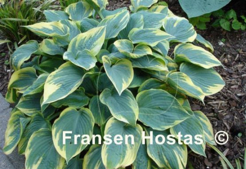 Hosta Aristocrat photo made by souvagie 15