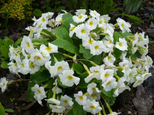 P1410341 09.05.19 Primula vulgaris Carrigdale