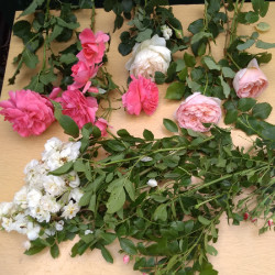 IMG_20190616_10374687060ce96597f3de