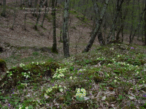 Markhotkh Primula vulgaris 7