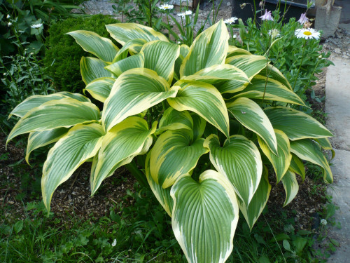 P1430007 14.06.21 Hosta montana Aureomarginata