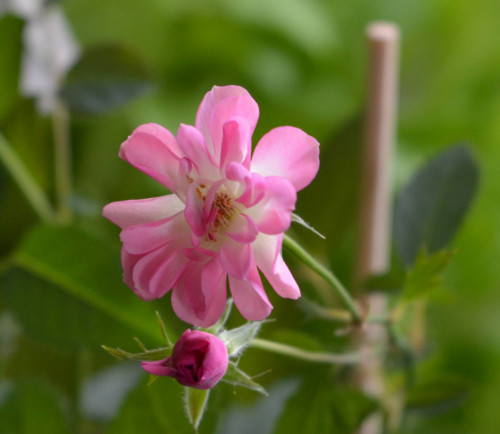flora1571034f49f3efea.jpg