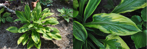 Foxfire-Palm-Sunday-13-06-23-A-c2-bp-2019-web3ecbbc4150daec9d.jpg