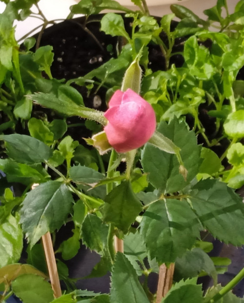 rose seedling 1