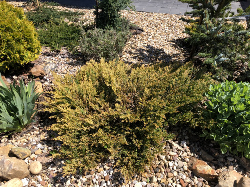 Juniperus horizontalis Lime Glow 22 3 — копия