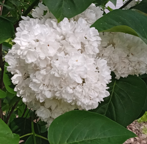 White Lilac1