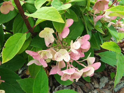 IMG_20210822_132728-GORTENZIY-DREVOVIDNAY-Hydrangea-arborescens-Magical-Pinkerbell56270400c2ca1e02.jpg