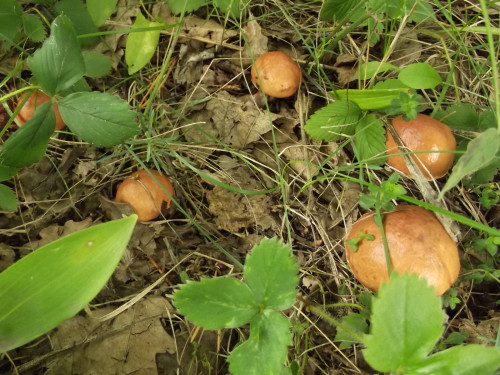 DSCF6442
