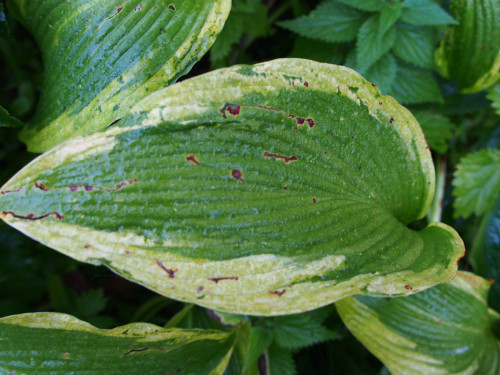VIRUS-ATLANTIS-257ed2b47958ec5cd.jpg