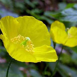 meconopsis-cambricad5cbd113cecd83f9.jpg