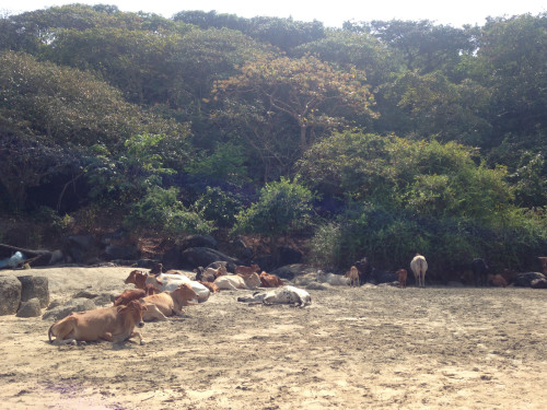 коровки на пляже Агонды