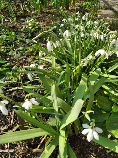 IMG 20230409 114234 Высокие в центре - Galanthus nivalis viridapice