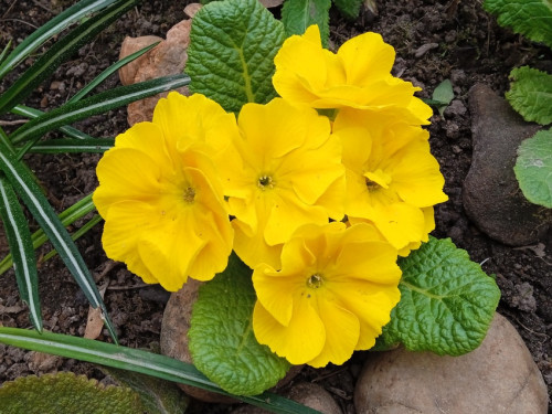 Yellow-Primula-8-500810ef3ce960886.jpg