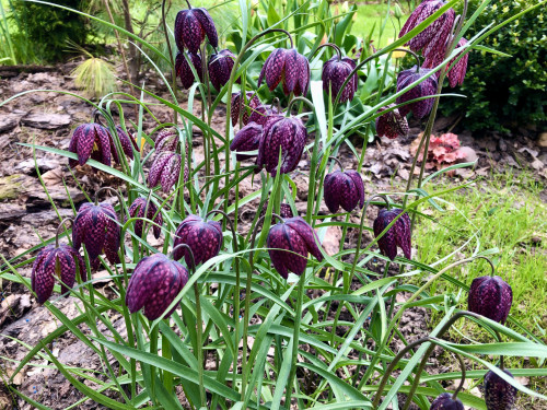 Fritillaria Meleagris