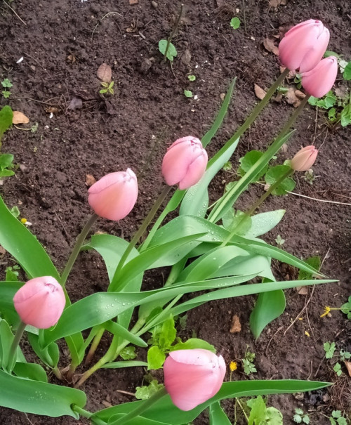 old tulipa