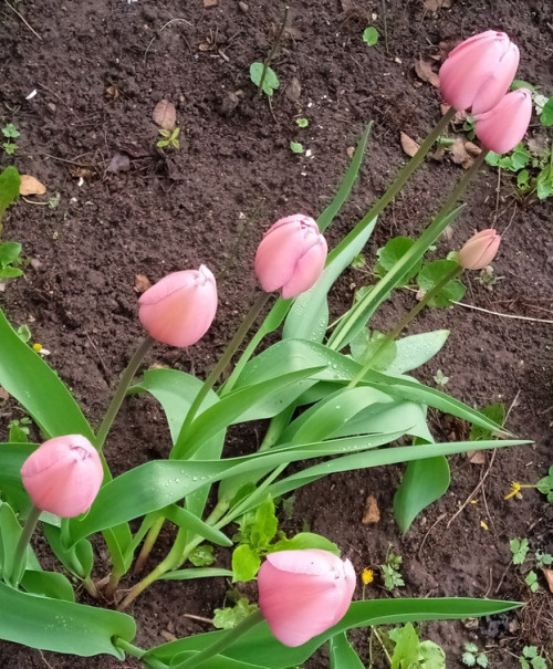 old-tulipab79c323b07c939f5.jpg