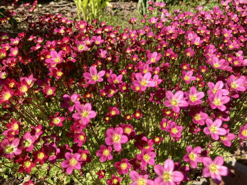 Saxifraga x arendsii