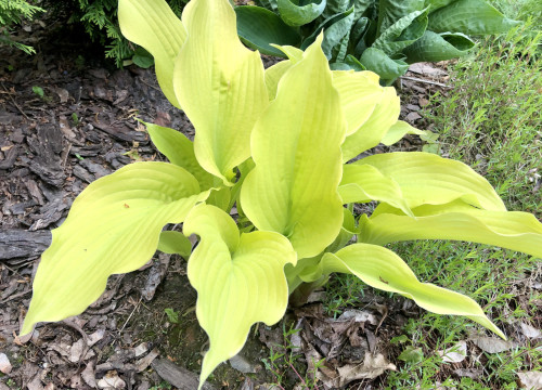 Hosta Dawn's Early Light