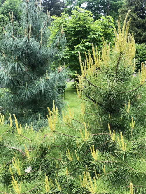 Pinus sylvestris Trollguld