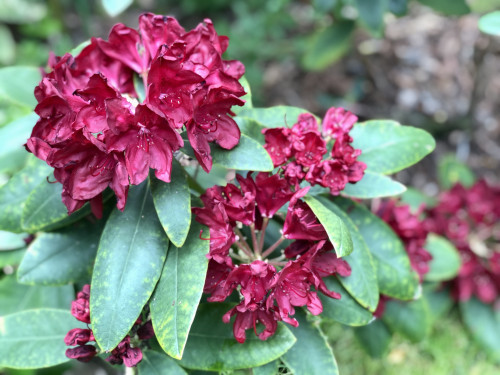 Rhododendron Francesca 2023