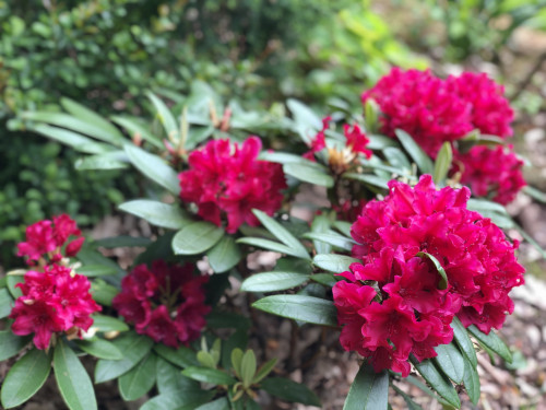 Rhododendron Neon Kiss 2023