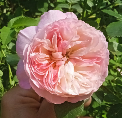 Constance 23