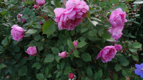 Sister-Elizabeth-22d7c4381e959bf4d.jpg