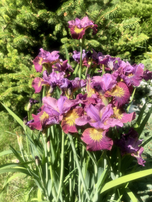 Iris sibirica Miss Apple