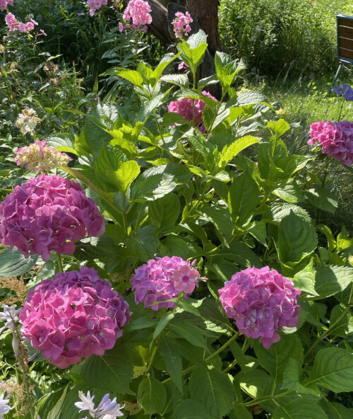 Pink Hydrangea