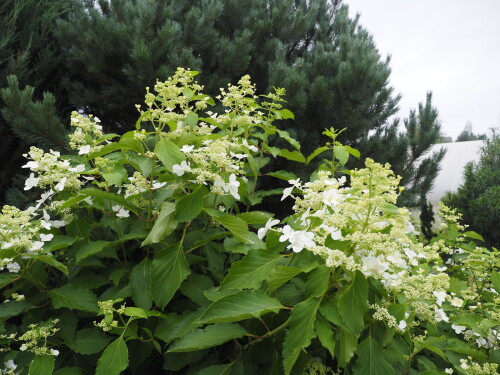 P8120203