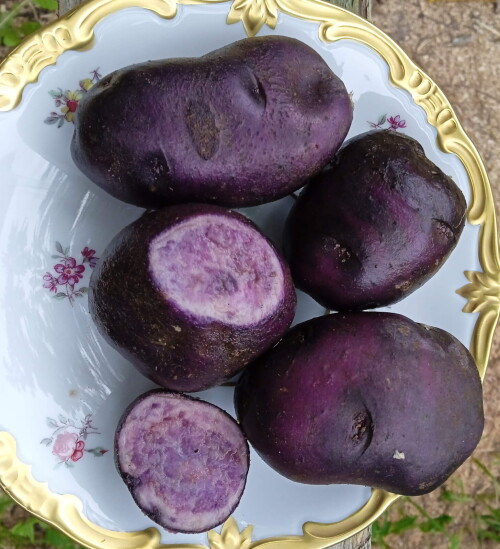 purple potato Aug