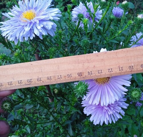 aster 30 Aug