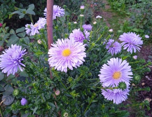 aster2 30 Aug