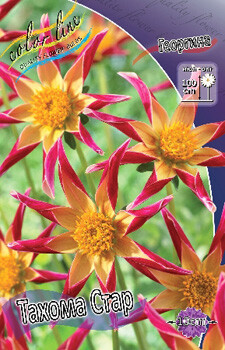Dahlia20Tahoma20Star8ac04edb61b4a6be.jpg