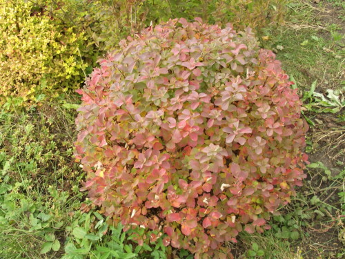 DSCF94963eae3ddf7e911506.jpg