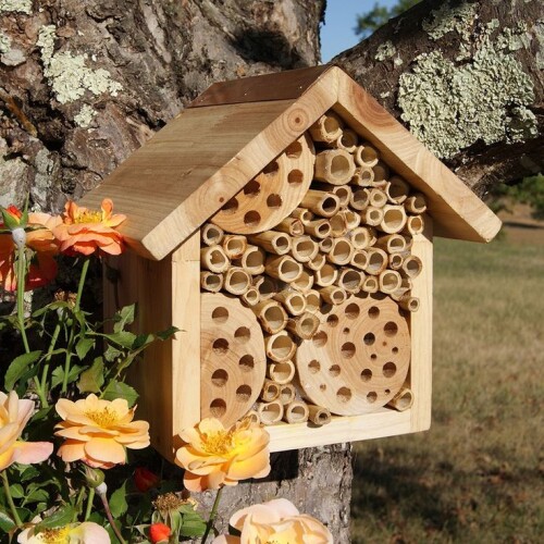 384e0b0e9931b60a54f6c6a1df59a89d flower seeds bees